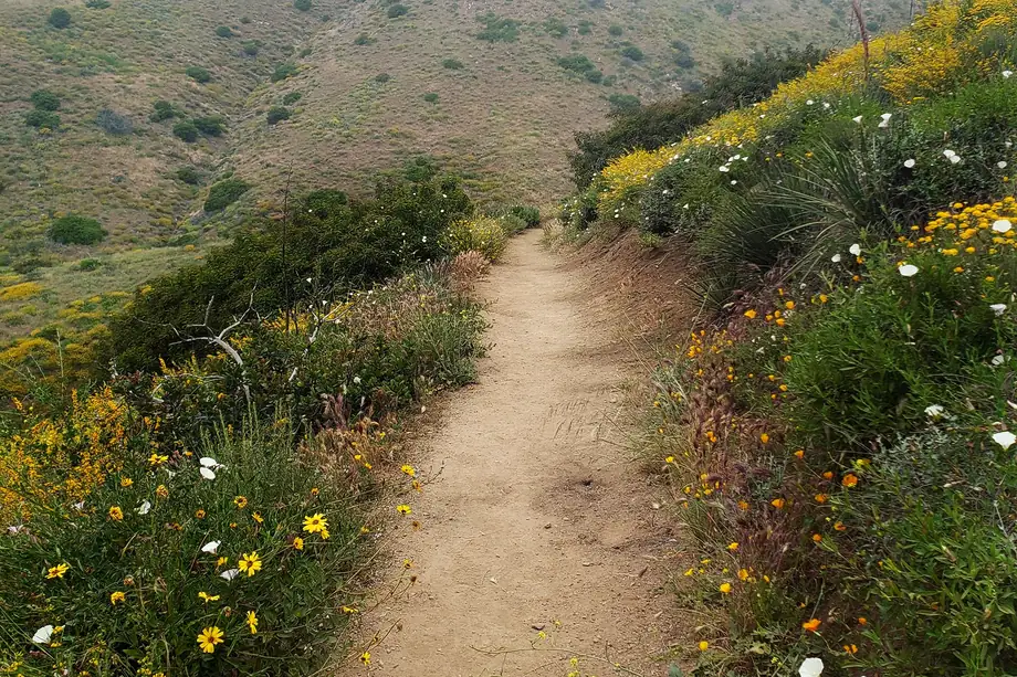 A sunlit trail winding through golden hills
